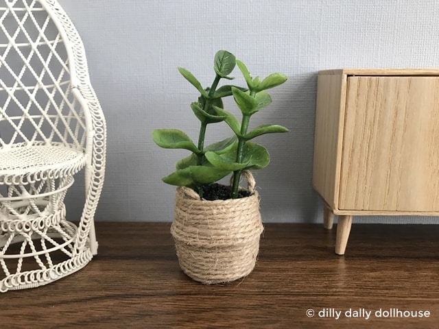 miniature fiddle leaf fig in belly basket planter