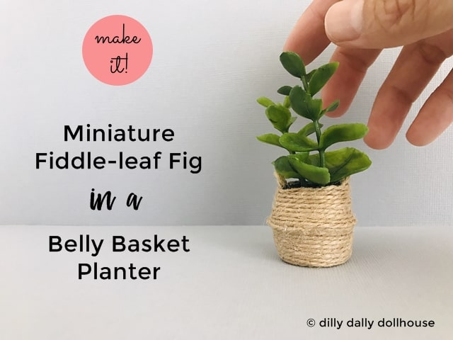 miniature fiddle leaf fig in a belly basket planter